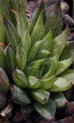 (Haworthia cooperi var. leightonii )