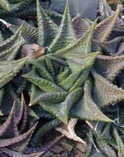 (Haworthia limifolia var. limifolia )