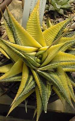 (Haworthia limifolia 'Variegated')