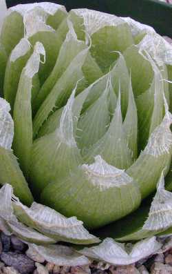 (Haworthia lockwoodii)