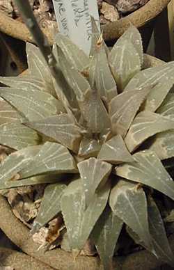 (Haworthia magnifica var. magnifica )