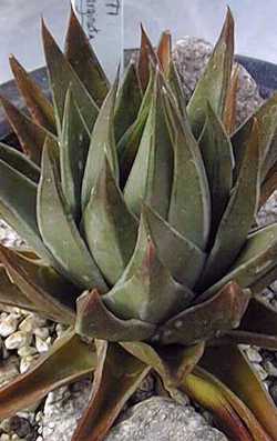 (Haworthia marginata)