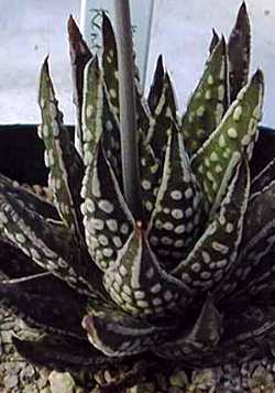 (Haworthia maxima)