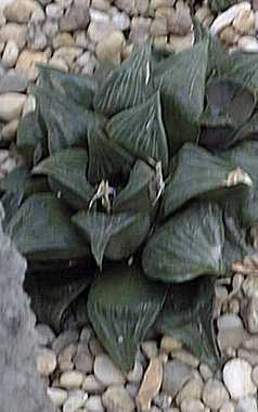 (Haworthia mirabilis var. mirabilis )