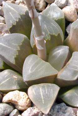 (Haworthia mutica var. nigra )