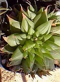 (Haworthia attenuata var. radula )