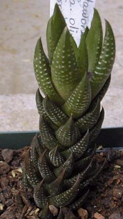 (Haworthia reinwardtii)