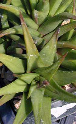 (Haworthia rigida var. expansa )