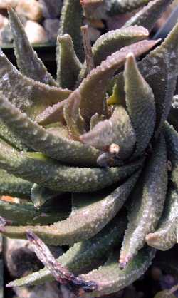 (Haworthia scabra var. scabra )