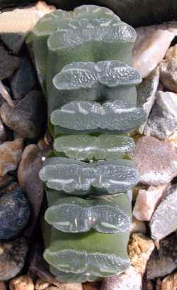 (Haworthia truncata var. truncata )