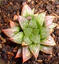 (Haworthia turgida var. turgida )