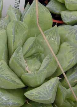 Star Window Plant(Haworthia Χ cuspidata)