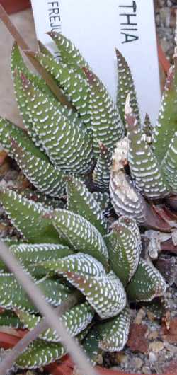 (Haworthia Χ kuentzii)