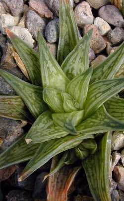 (Haworthia zantneriana var. zantneriana )