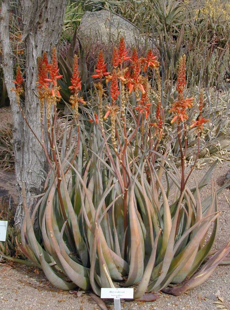 Aloe wickensii