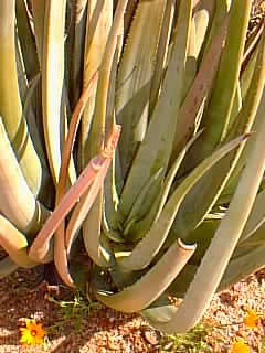 Aloe wickensii