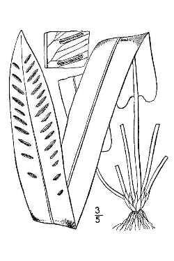 Hart's Tongue Fern(Asplenium scolopendrium var. americanum )