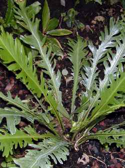 Hart's Tongue Fern(Asplenium scolopendrium)