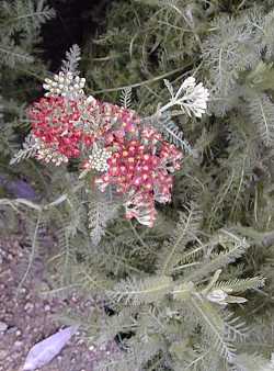 Yarrow, Milfoil (Achillea millefolium)