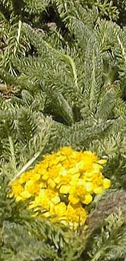 Woolly Yarrow(Achillea millefolium var. occidentalis )