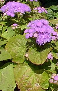 Floss Flower(Ageratum houstonianum)