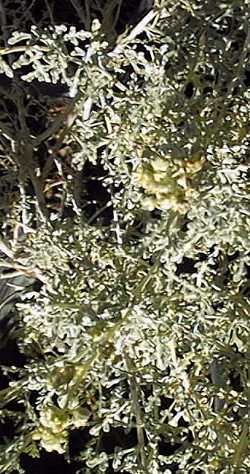 White Bursage, Burro Weed(Ambrosia dumosa)