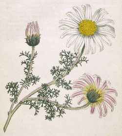 Mount Atlas Daisy(Anacyclus depressus)