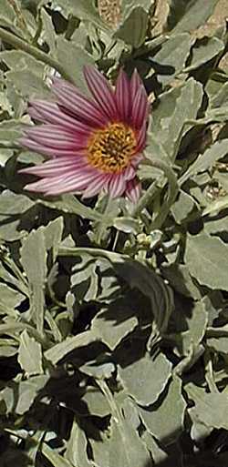 African Daisy(Arctotis stoechadifolia)