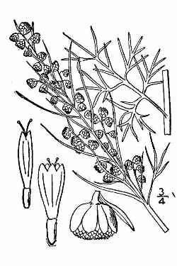 Southernwood, Old Man(Artemisia abrotanum)
