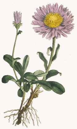 Alpine Aster, Blue Alpine Daisy(Aster alpinus)