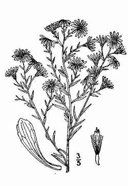 Heath Aster(Aster ericoides)
