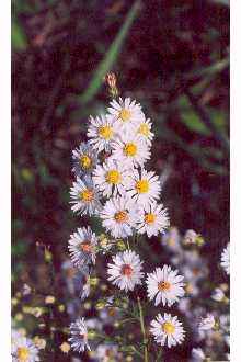 Heath Aster(Aster ericoides)