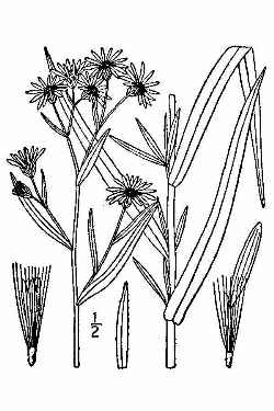 New-York Aster(Aster novi-belgii)