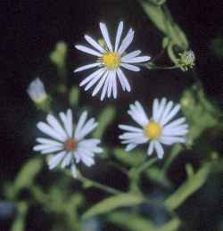 New-York Aster(Aster novi-belgii)