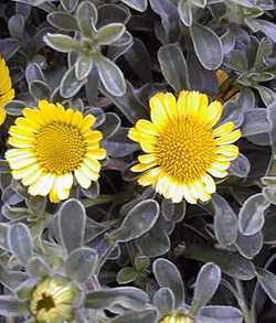 Gold Coin, Mediterranean Beach Daisy(Asteriscus maritimus)