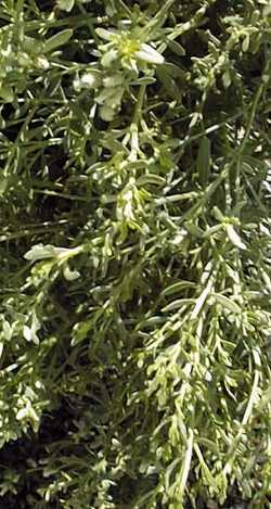 Trailing Desert Broom