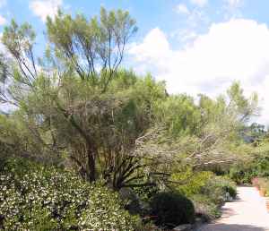Desert Broom(Baccharis sarothroides)