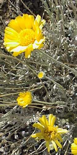 Desert Marigold