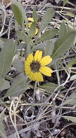 Chocolate Flower