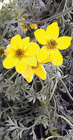 Apache Beggarticks(Bidens ferulifolia)