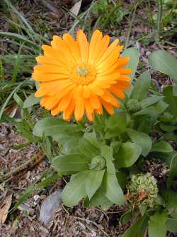 Pot marigold(Calendula officinalis)