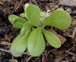 Pot marigold(Calendula officinalis)