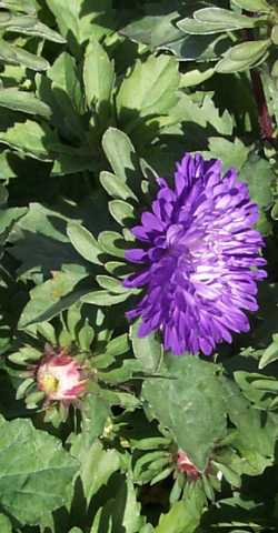 China Aster 'Pot'n Patio Mixture'(Callistephus chinensis)