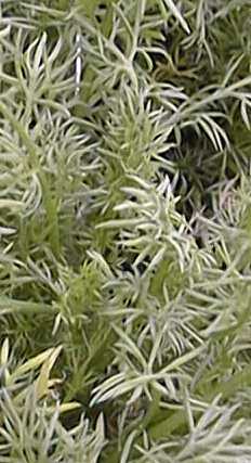 Chamomile, Roman Chamomile(Chamaemelum nobile)