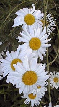 Shasta Daisy(Chrysanthemum maximum)
