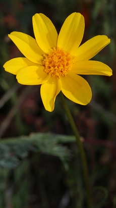 Desert Coreopsis