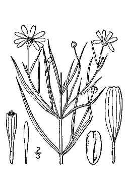 Pink Tickseed(Coreopsis rosea)