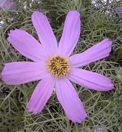 Cosmos(Cosmos bipinnatus)