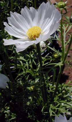 Cosmos(Cosmos bipinnatus)