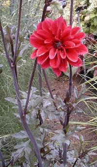 Dahlia(Dahlia hybrida)